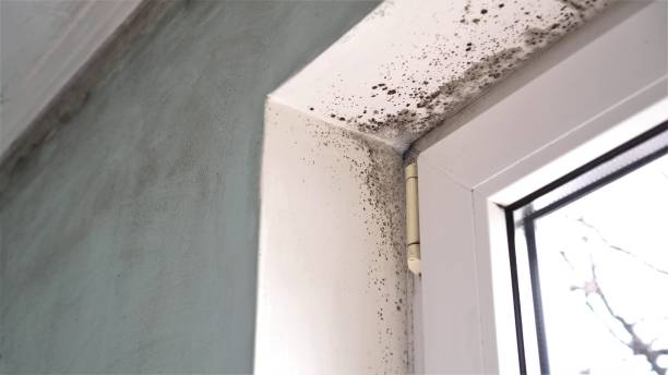 Best Post-Flood Mold Remediation in Pearisburg, VA