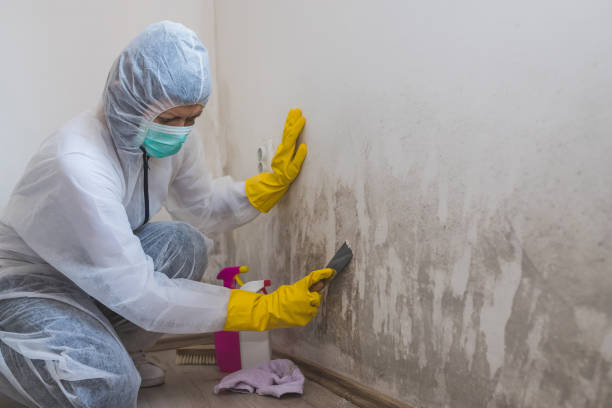 Best HVAC Mold Remediation in Pearisburg, VA