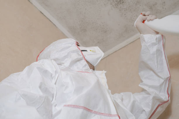 Best Basement Mold Remediation in Pearisburg, VA