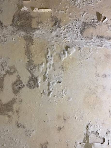 Best HVAC Mold Remediation in Pearisburg, VA