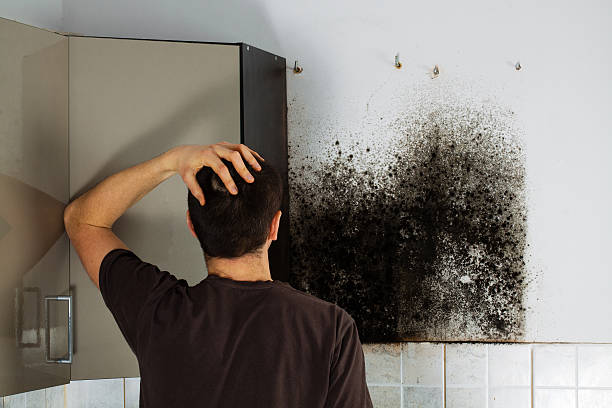 Best Emergency Mold Remediation in Pearisburg, VA