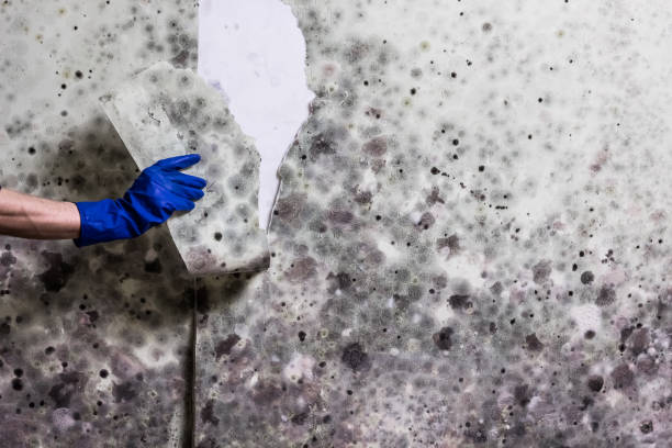 Best Residential Mold Remediation in Pearisburg, VA